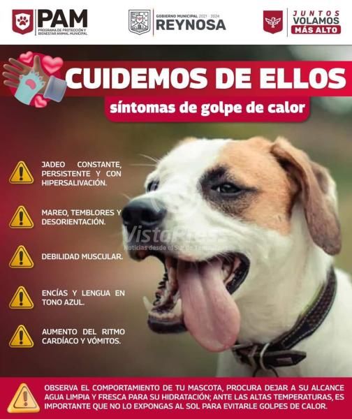 Exhorta Gobierno De Reynosa A Cuidar Mascotas Ante Ola De Calor Vista