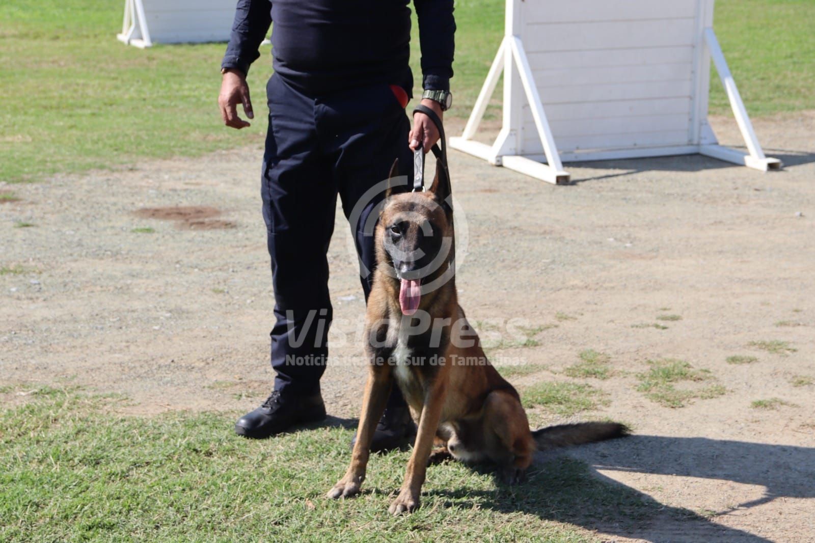 Constante Capacitaci N De Manejadores Y Caninos De La Sspt Vista