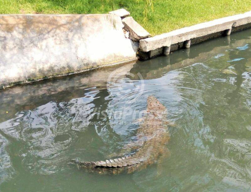 Iniciarán censo de cocodrilos de la laguna del Carpintero - Vista Press  Noticias