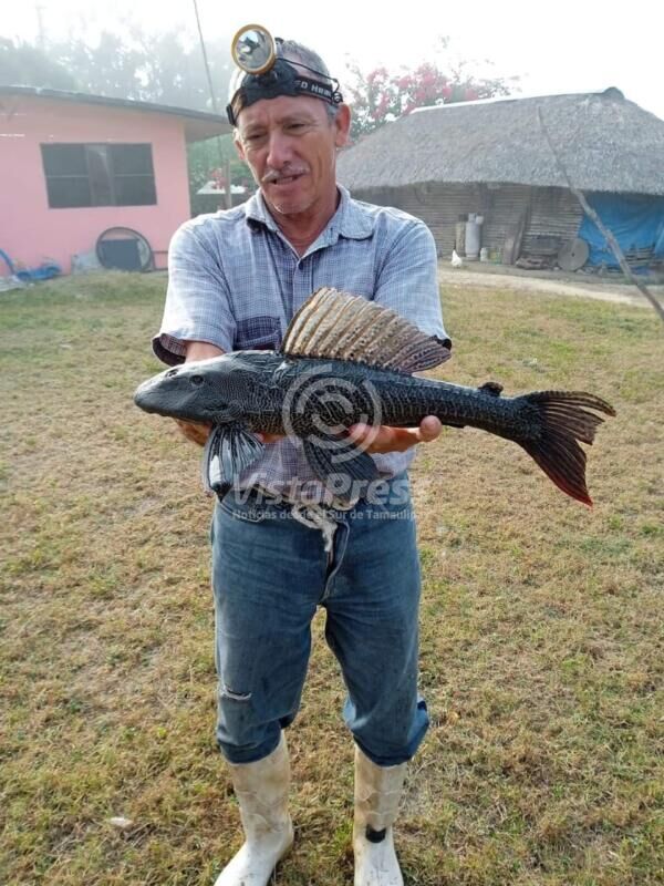 La presencia del pez diablo en el río Tamemas causó expectación entre Los pescadores de esta localidad.