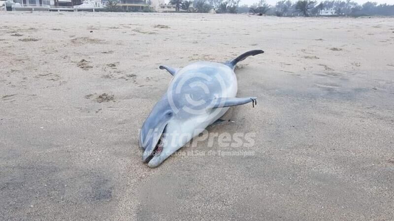 Otro delfín sin vida apareció en las costas de Pueblo Viejo específicamente en Playa Hermosa.